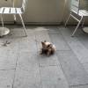 comment-small-img