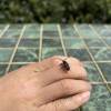 comment-small-img