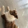 comment-small-img