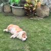 comment-small-img