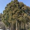 comment-small-img