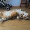 comment-small-img