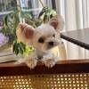 comment-small-img
