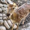 comment-small-img