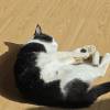 comment-small-img