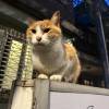 comment-small-img