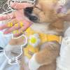 comment-small-img