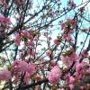 comment-small-img