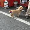 comment-small-img