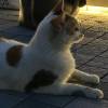 comment-small-img