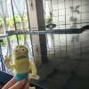 comment-small-img