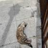 comment-small-img