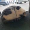 comment-small-img