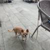 comment-small-img
