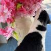 comment-small-img