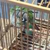 comment-small-img