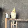 comment-small-img