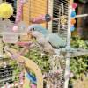 comment-small-img