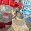 comment-small-img
