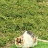 comment-small-img
