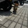 comment-small-img