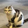comment-small-img
