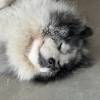 comment-small-img