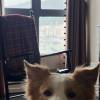 comment-small-img