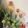 comment-small-img