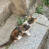 comment-small-img