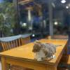 comment-small-img