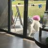 comment-small-img