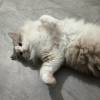 comment-small-img