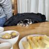 comment-small-img