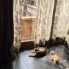 comment-small-img