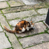 comment-small-img