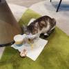 comment-small-img
