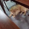 comment-small-img