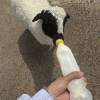 comment-small-img