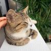 comment-small-img