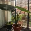 comment-small-img