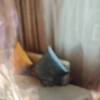 comment-small-img