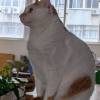 comment-small-img