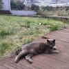 comment-small-img