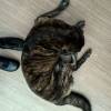 comment-small-img