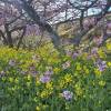 comment-small-img