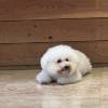 comment-small-img