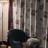 comment-small-img
