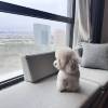 comment-small-img