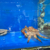 comment-small-img